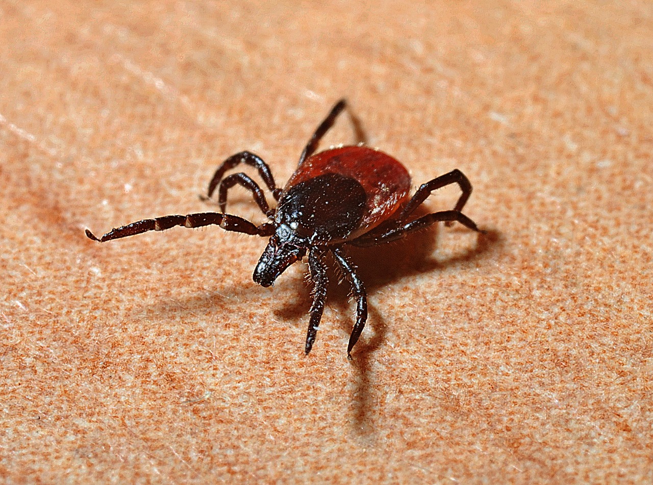 does medicare cover lyme disease testing
